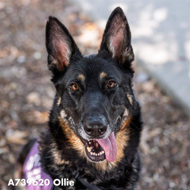 Photo of OLLIE