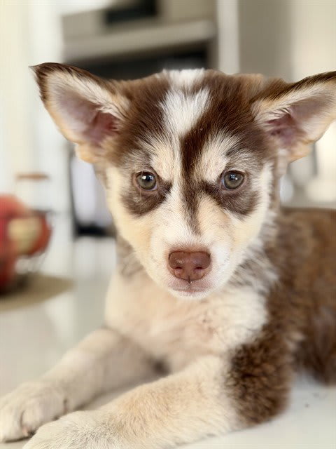 Photo of BISCUIT