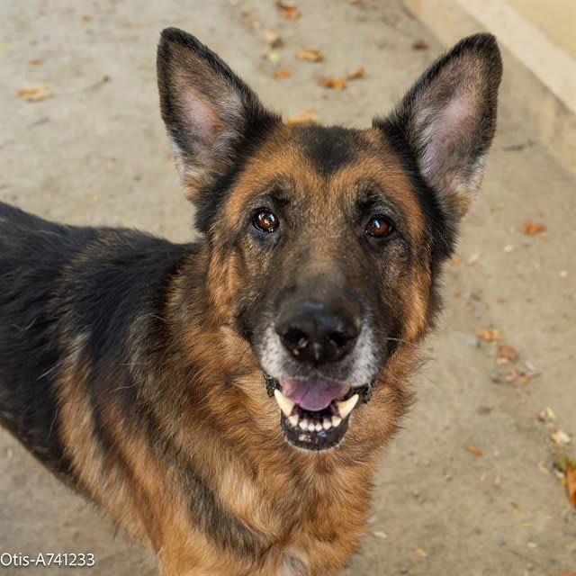 Photo of OTIS
