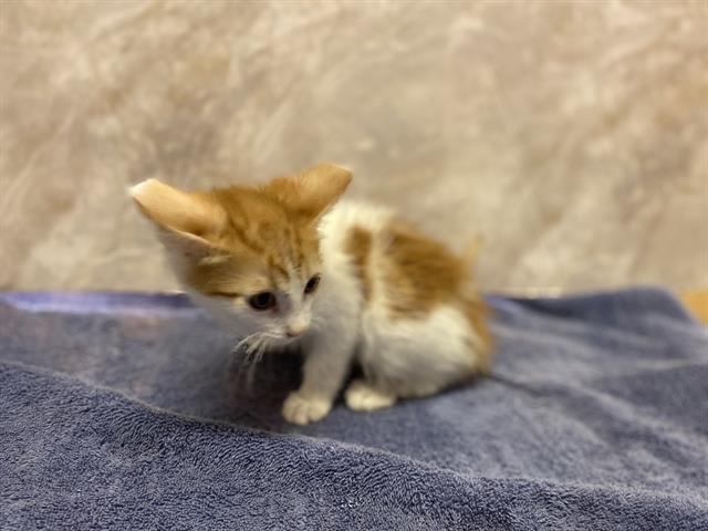 Photo of ROMEO