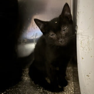 Photo of Cat