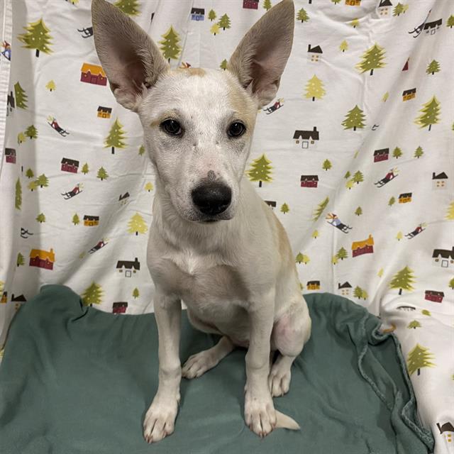 Photo of KIMBER