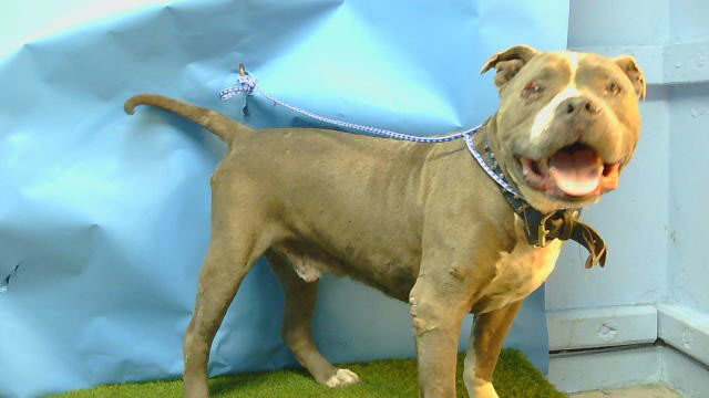 Photo of Dog