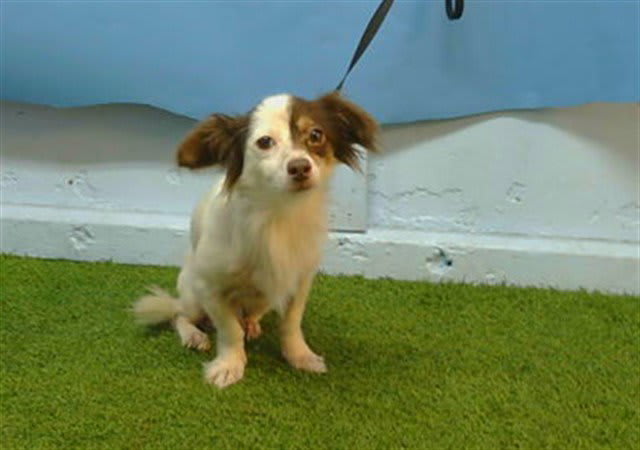 Photo of BROWNIE