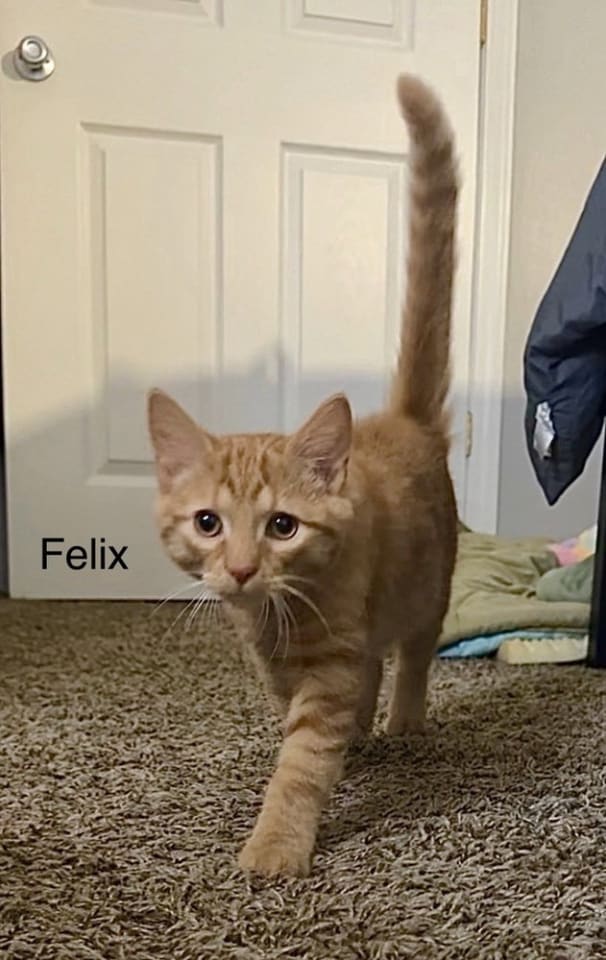 Photo of Felix Kitty