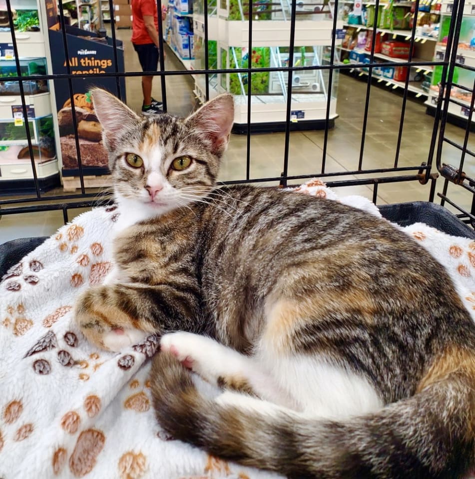 Photo of Holgans : Zelda