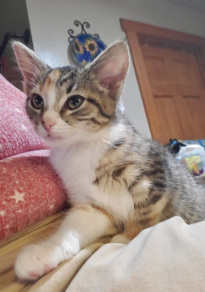 Photo of Holgans : Zelda