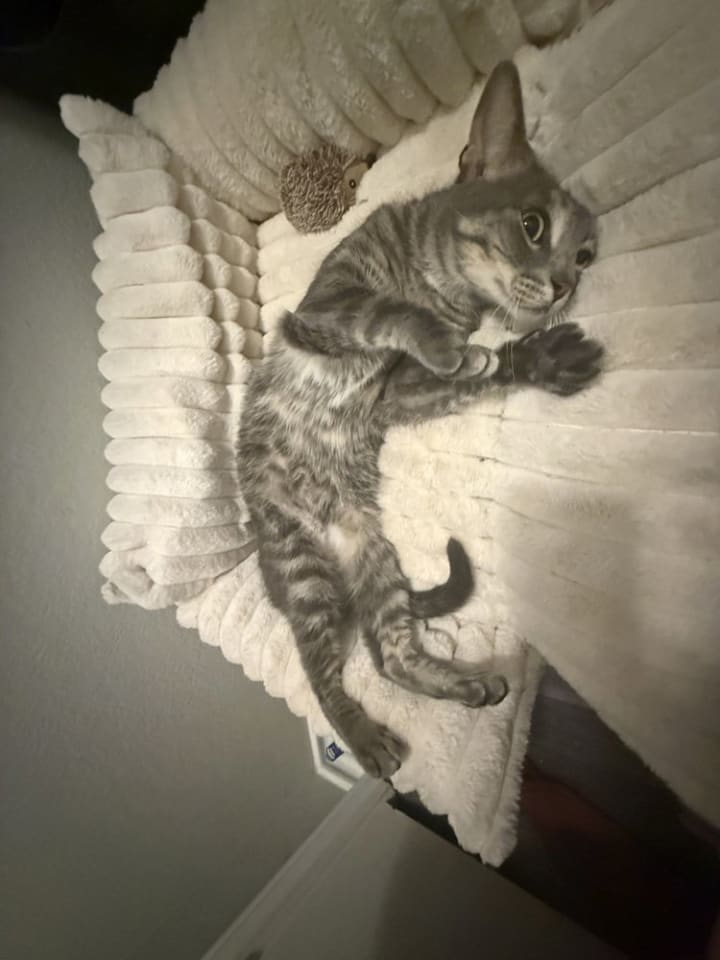 Photo of Squid