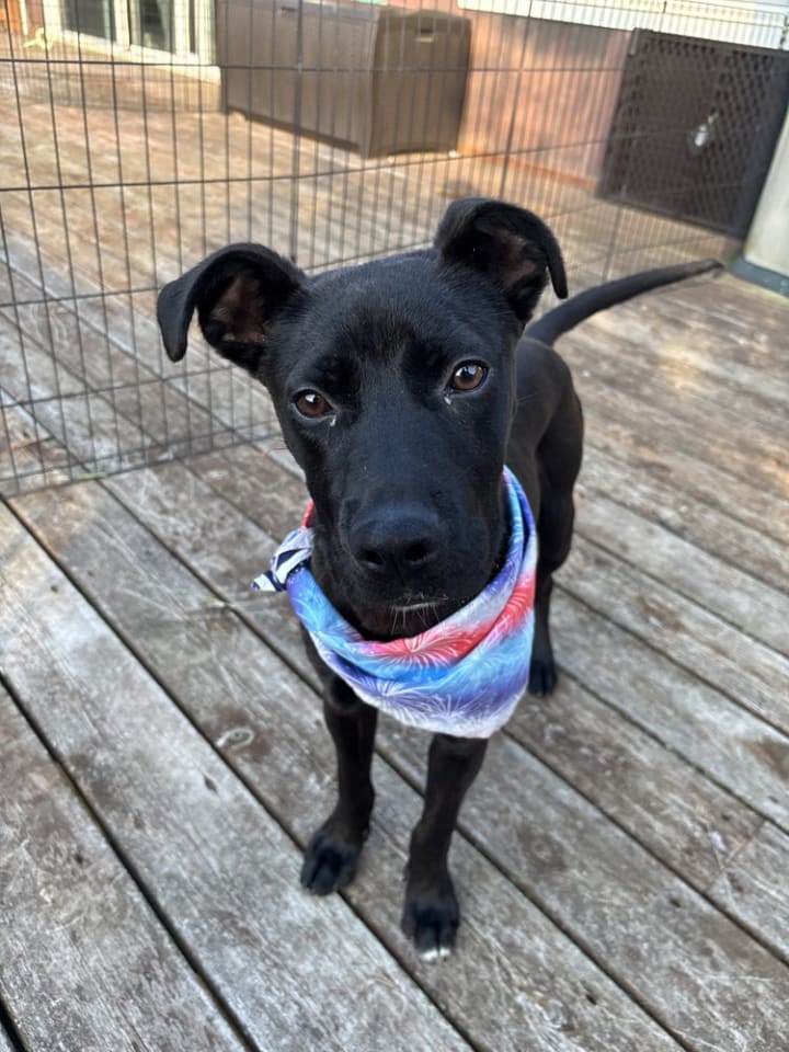 Photo of Atlas