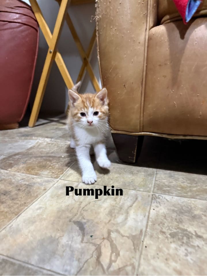 Photo of Pumpkin