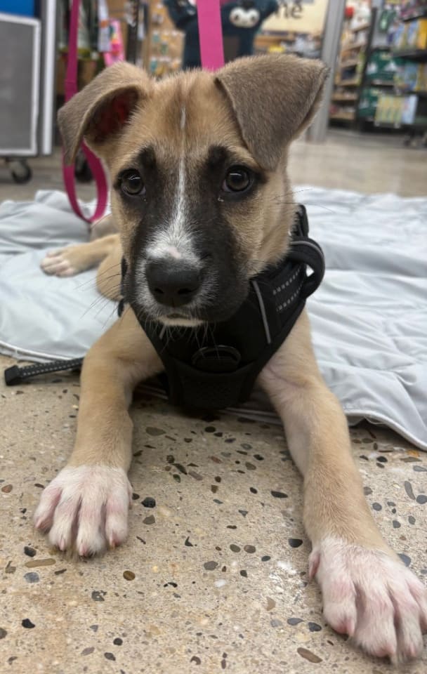 Photo of Josie