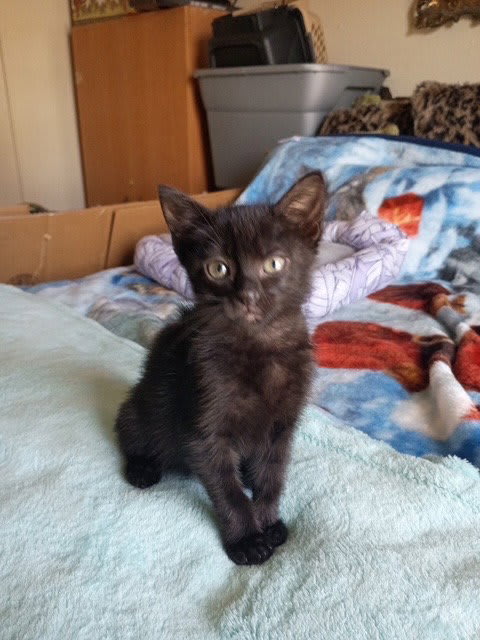 Photo of Jinxy