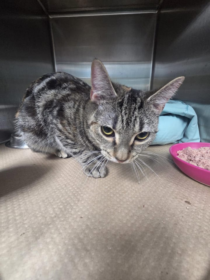 Photo of Pipsqueak ( TAS