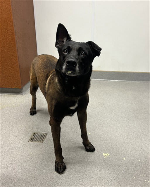 Photo of BRUNO