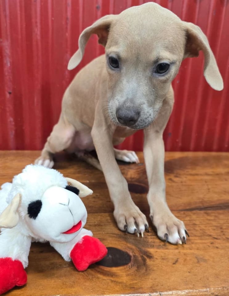 Photo of Annie (TX)