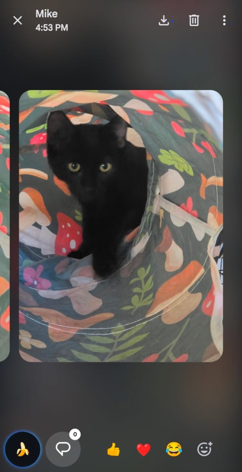 Photo of Luna