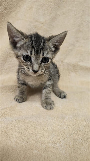 Photo of PUMPKIN