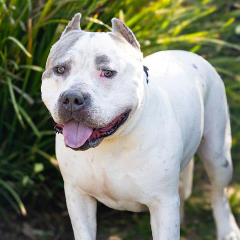Photo of BRONX