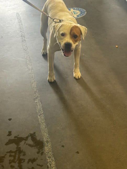 Photo of SPOT