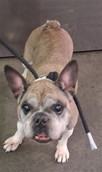 Photo of THUMPER