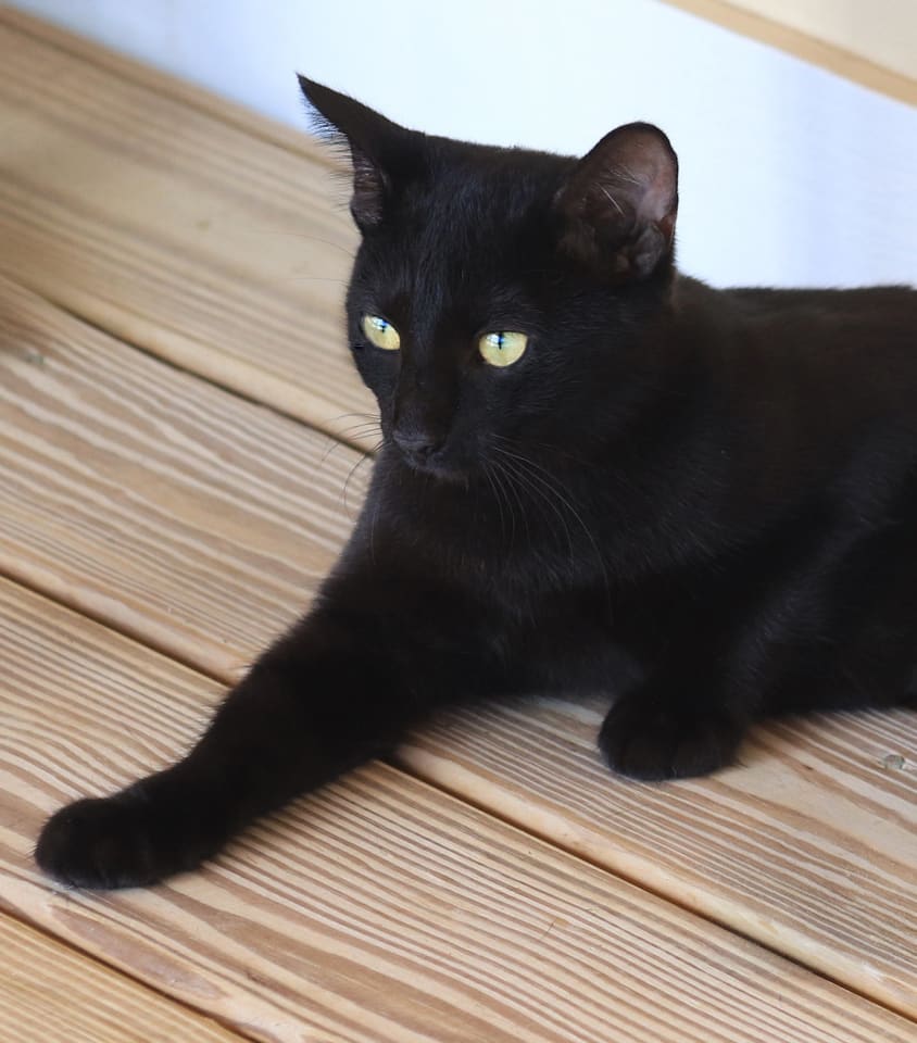 Photo of Raven