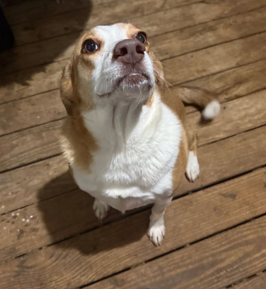 Photo of Peppa- true sweetheart
