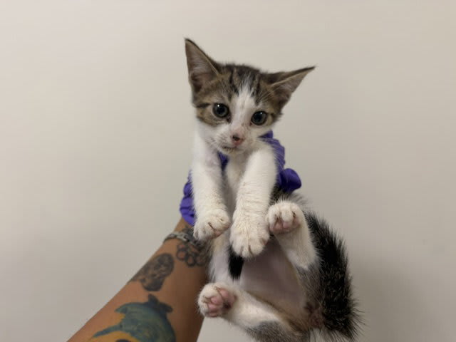 Photo of KIWI