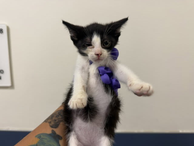 Photo of BISCUIT