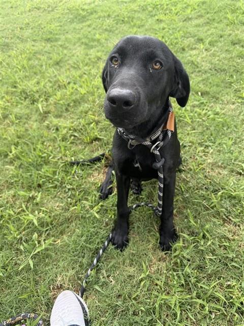 Photo of JET
