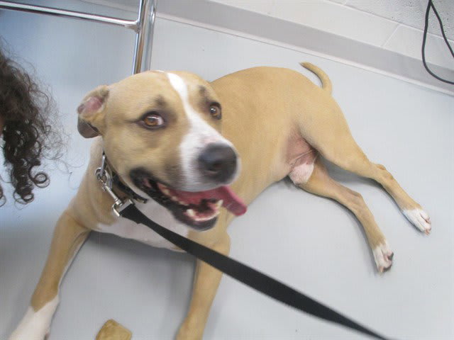 Photo of TYSON