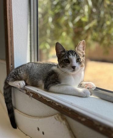 Photo of Kitten 27831 (Tammy)