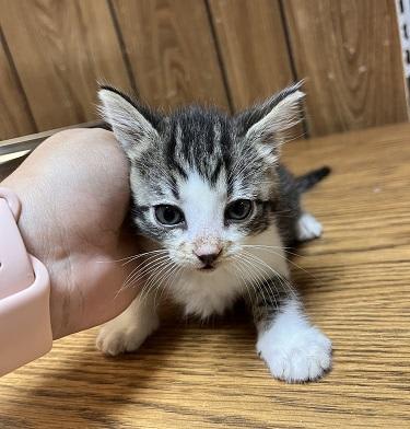 Photo of Kitten 27831 (Tammy)