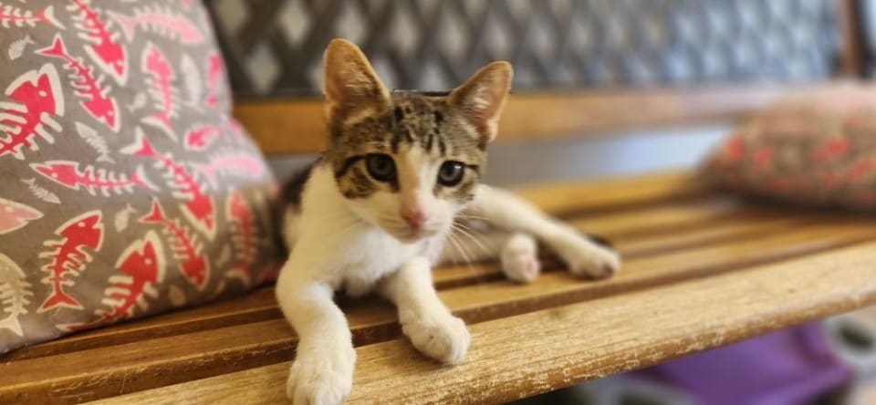 Photo of Kitten 28064 (Waffle)