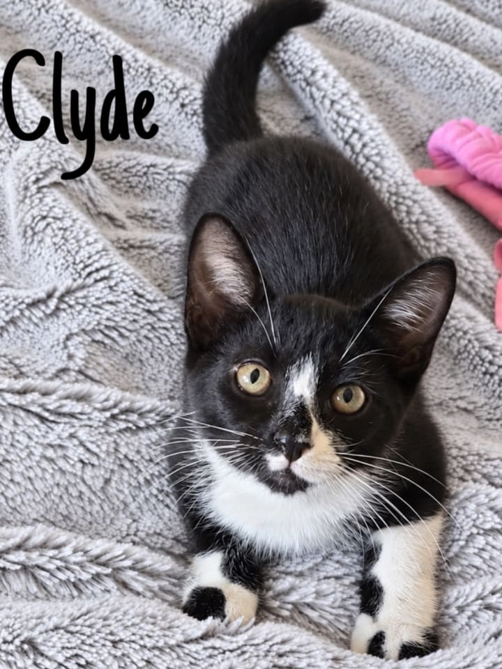 Photo of Clyde, Willow Grove Area, (FCID