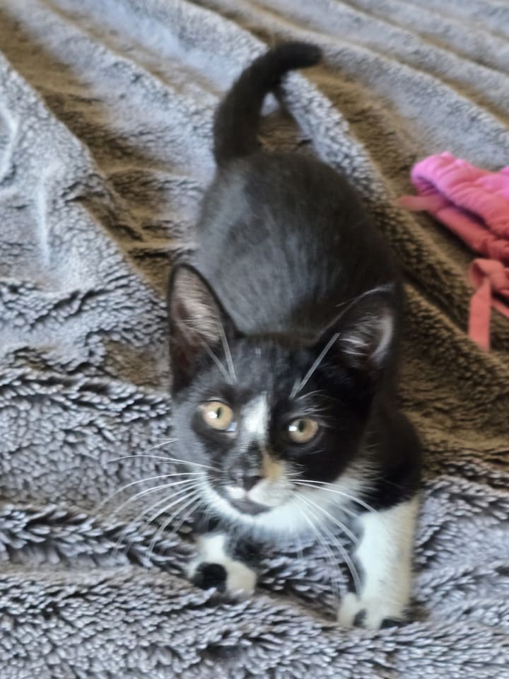 Photo of Clyde, Willow Grove Area, (FCID
