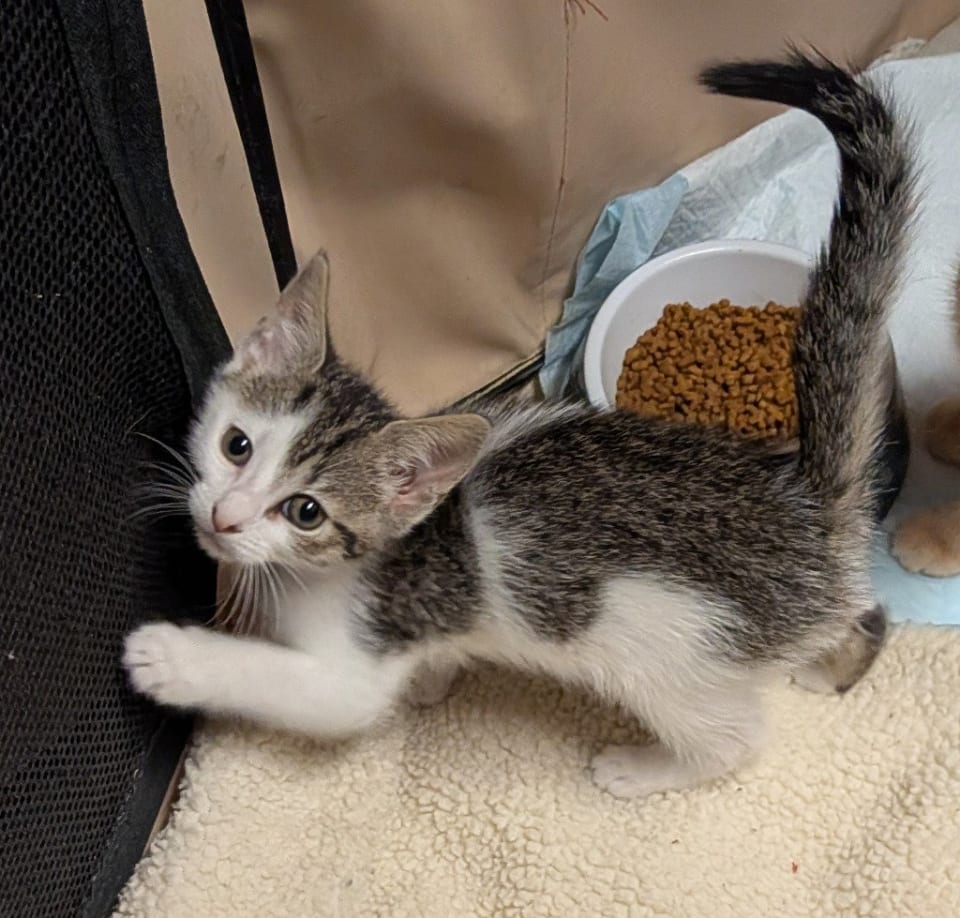Photo of Petite Four