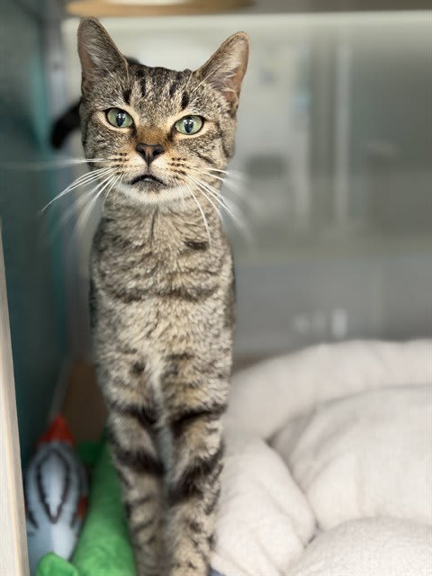 Photo of BUTTERCUP