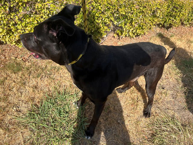Photo of COMET