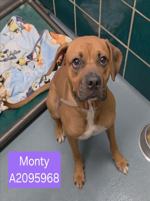 Photo of MONTY