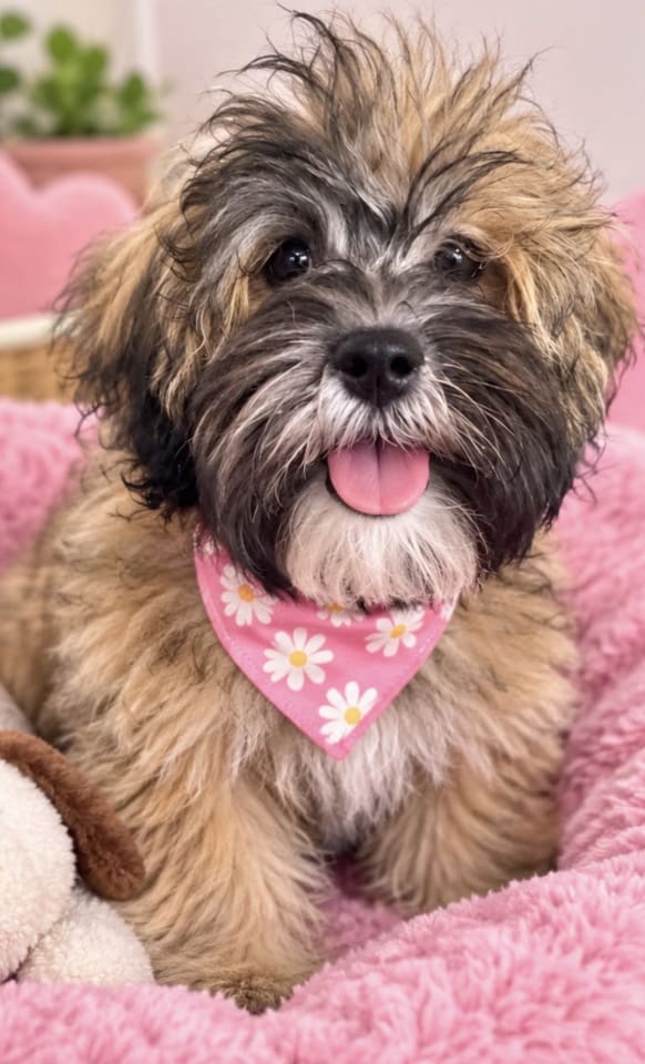 Photo of Cookie