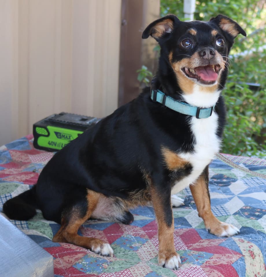Photo of Toby