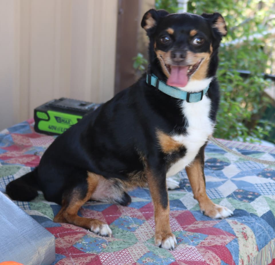 Photo of Toby