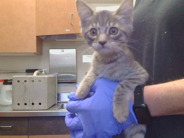 Photo of Cat