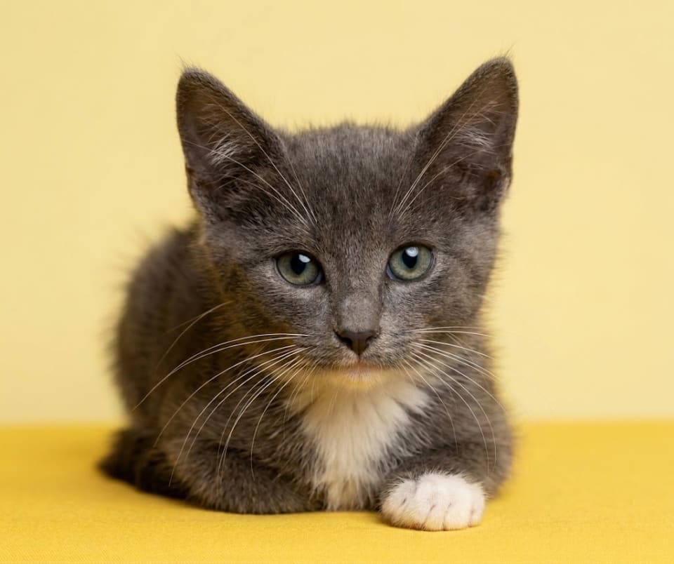Photo of Cat