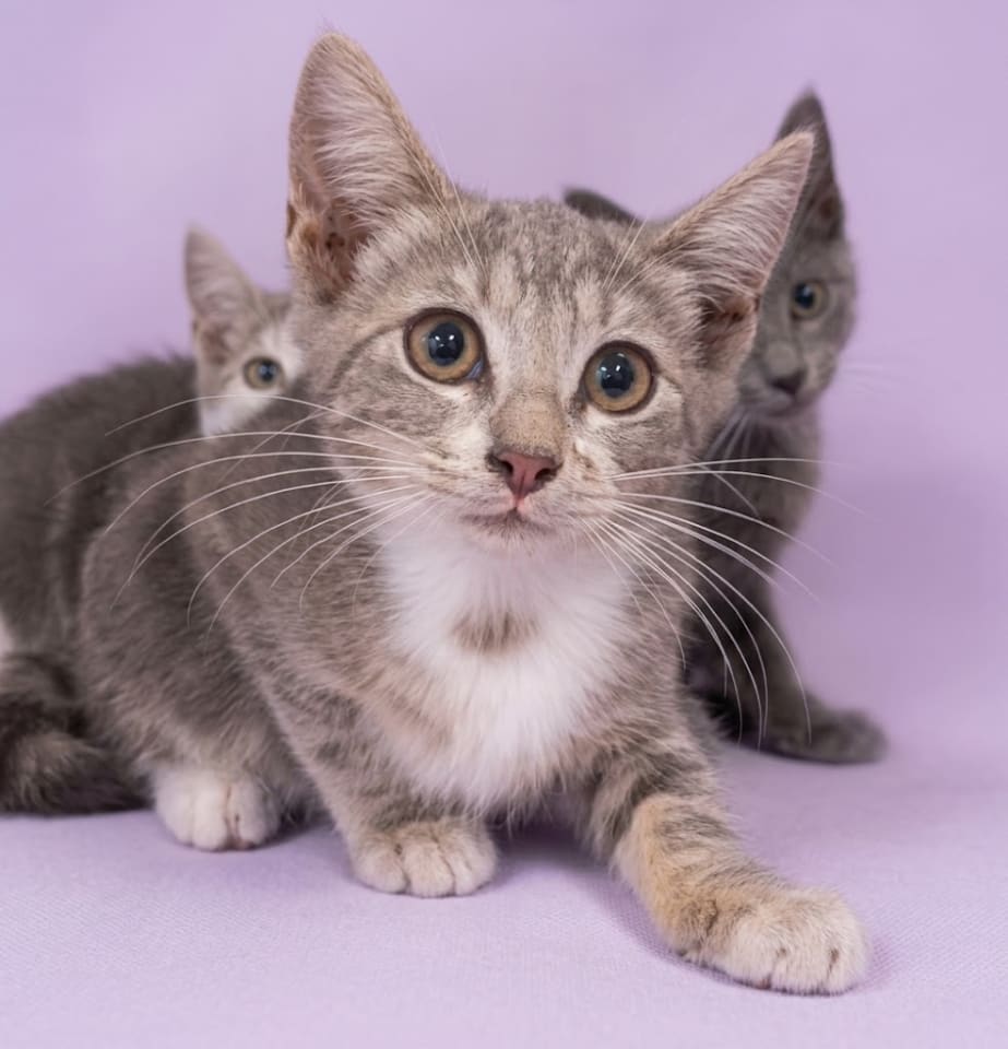 Photo of Cat