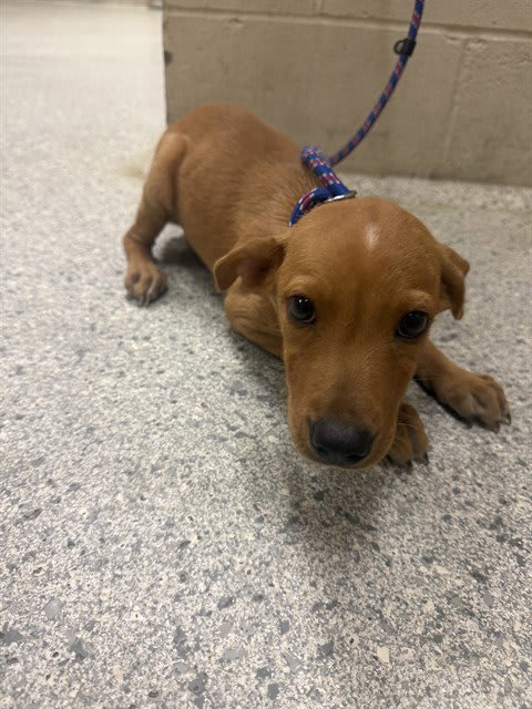 Photo of Dog