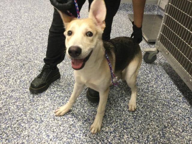 Photo of Dog