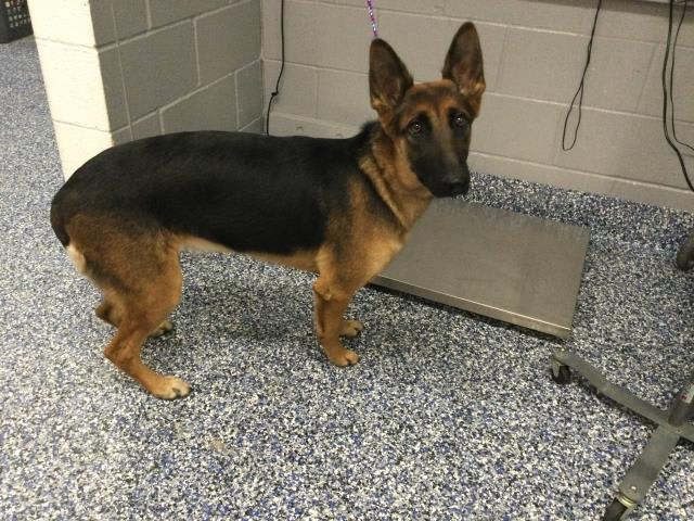 Photo of Dog