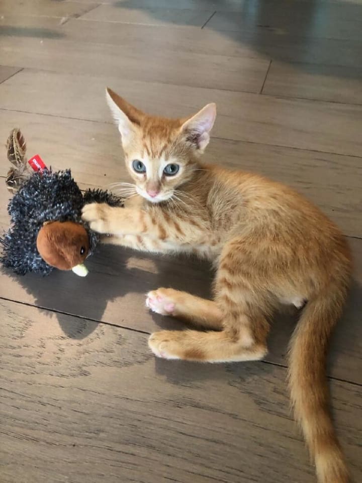 Photo of Gingie