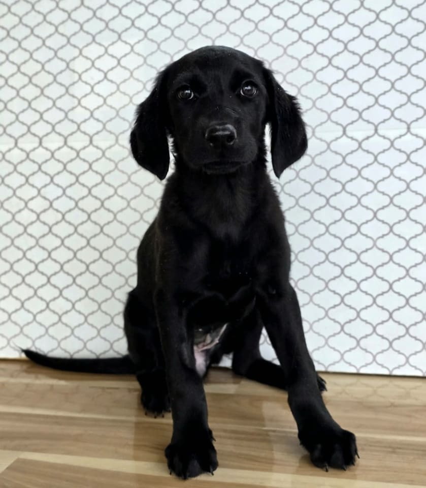 Photo of Honey